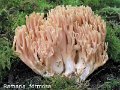 Ramaria formosa-amf416